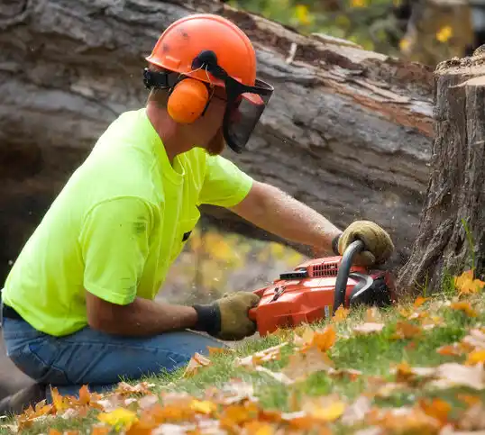 tree services Leeds